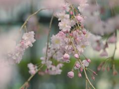 桜雨