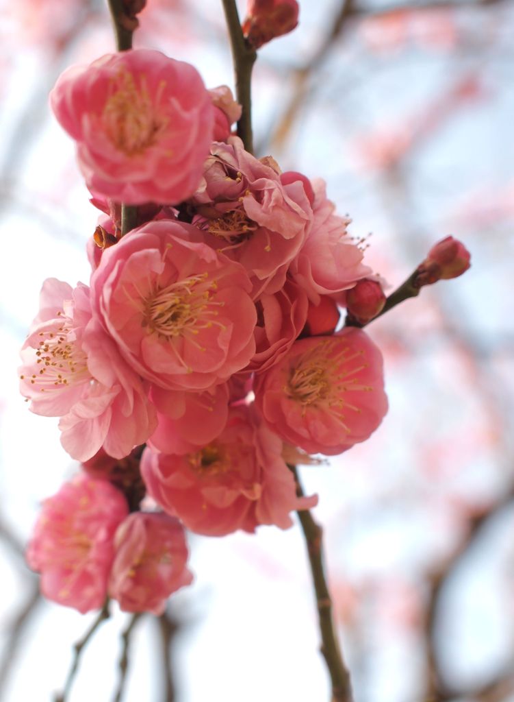 平芝の梅（５）