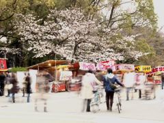 鶴舞公園の桜