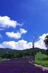 高原の風