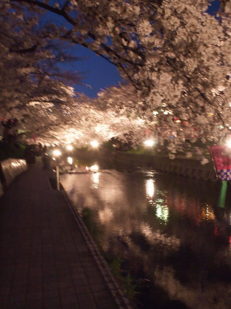五条川の桜 #3