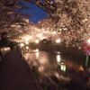 五条川の桜 #3
