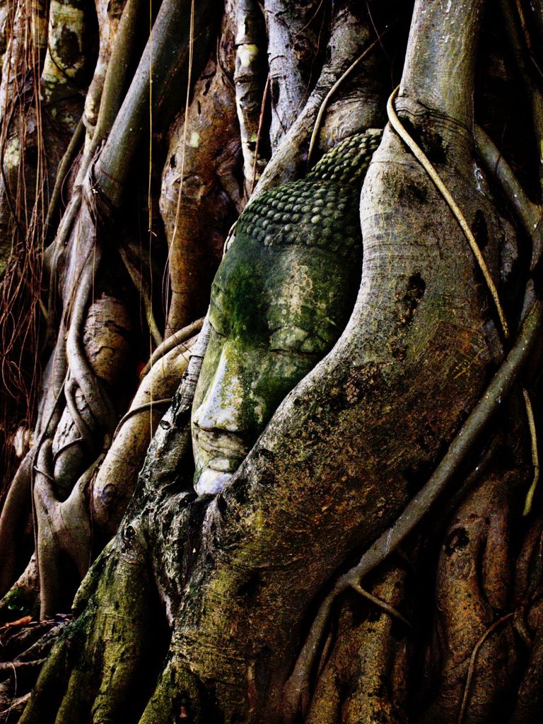 Roots
