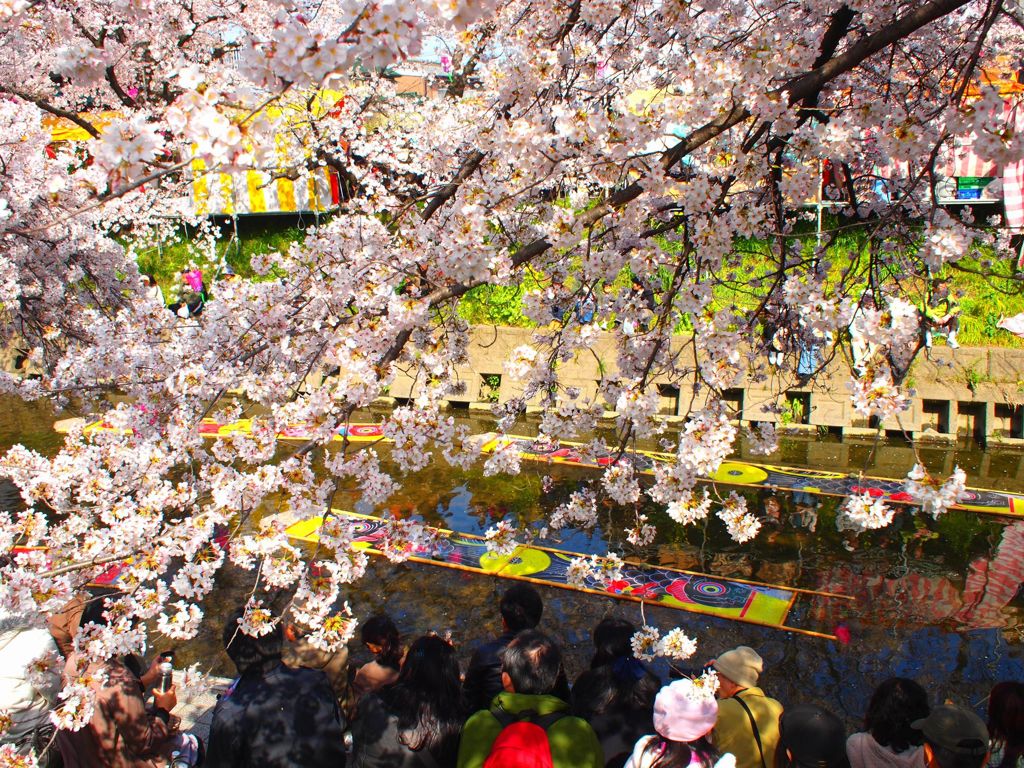 五条川の桜 #4