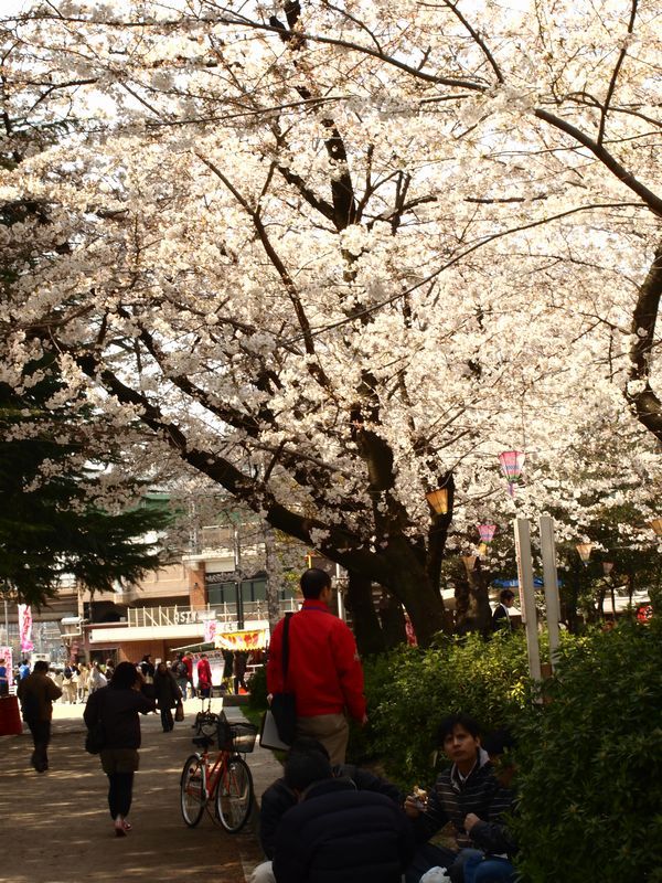 鶴舞公園の桜 Ⅴ