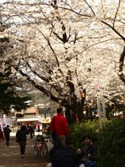 鶴舞公園の桜 Ⅴ