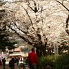 鶴舞公園の桜 Ⅴ