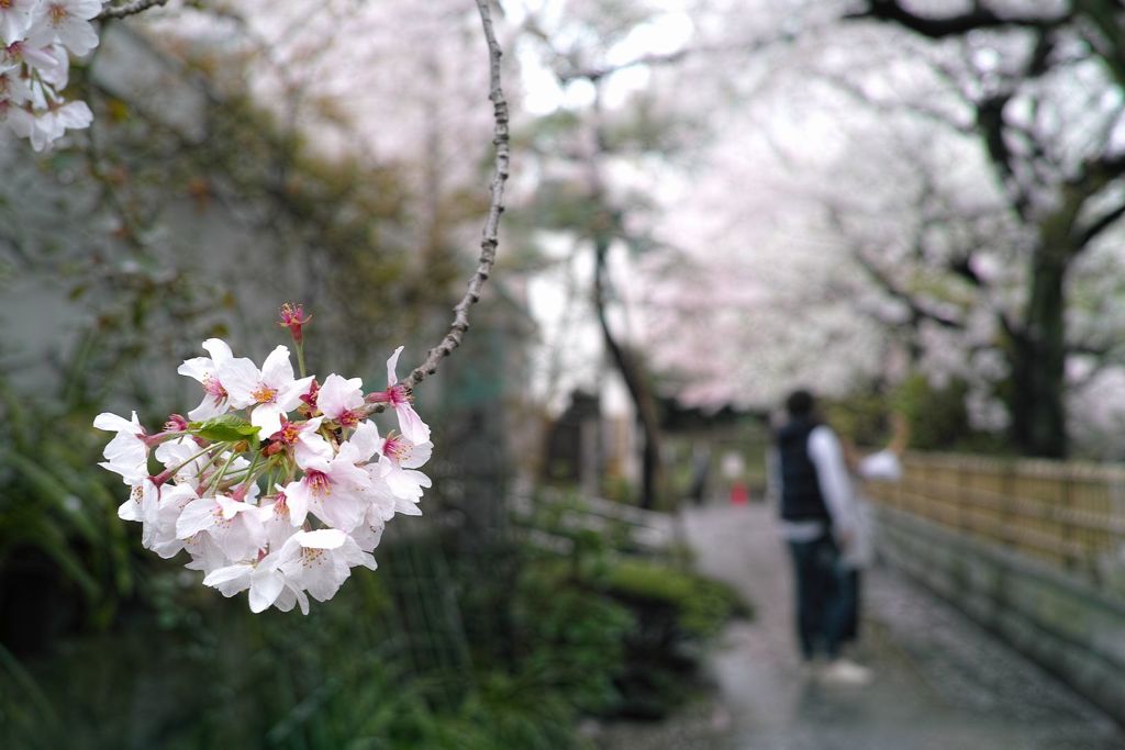 花散らしの雨