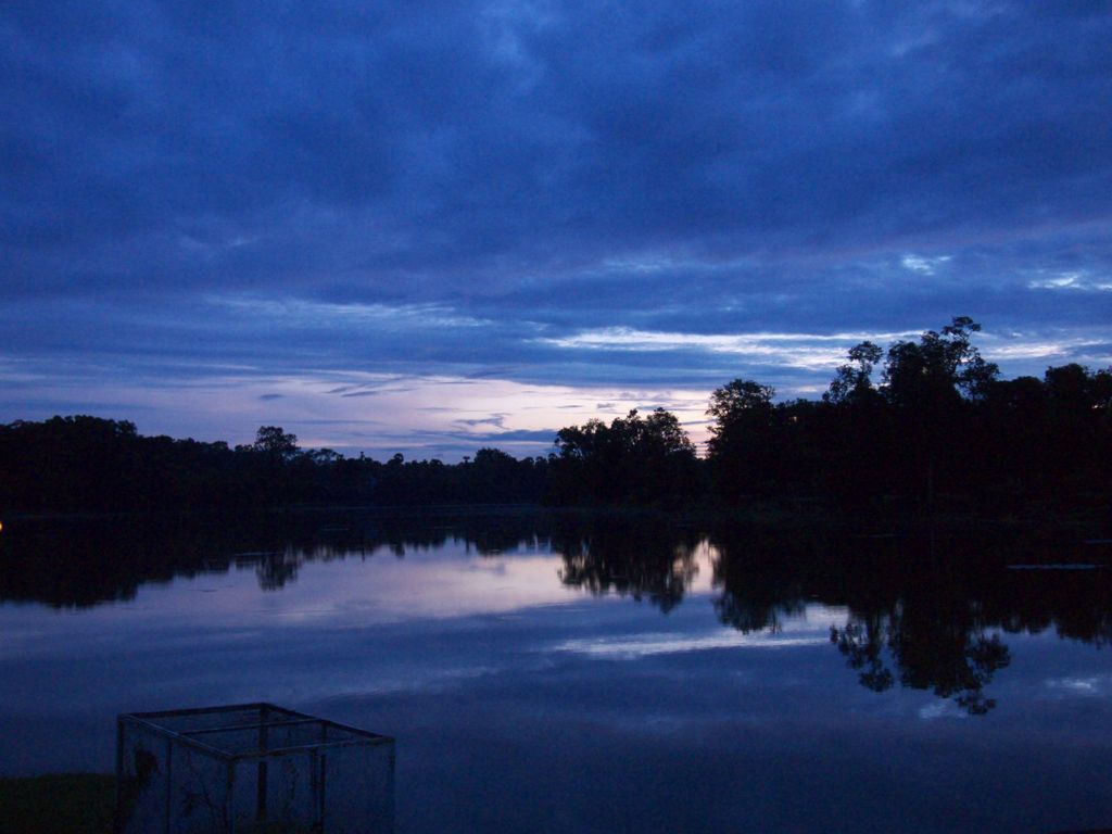 Morning glory