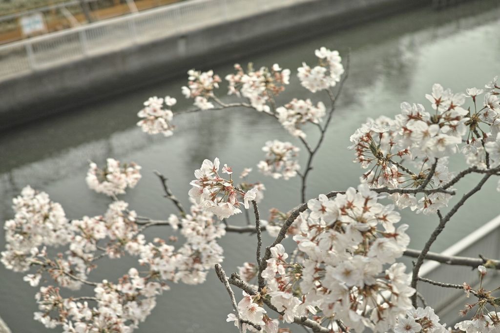 運河桜