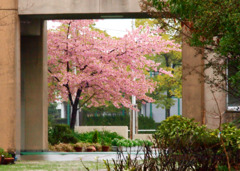 校庭の河津桜