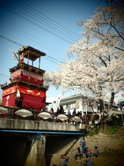 岩倉・桜まつり #4