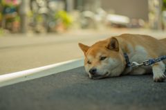 のんびり行こう