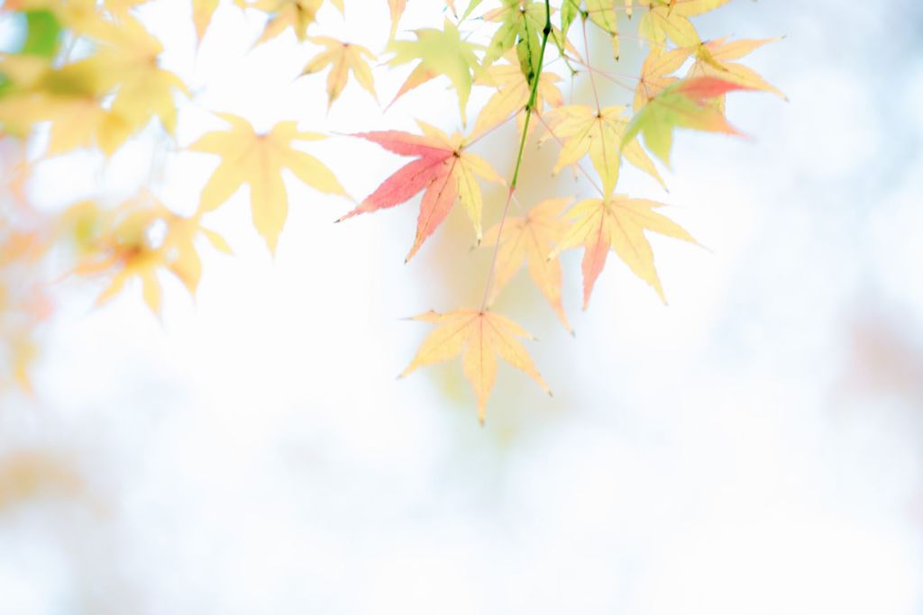 さらさらふわり