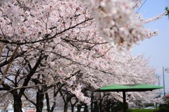 桜の演奏