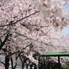 桜の演奏