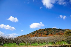 柿の木群と色付く山