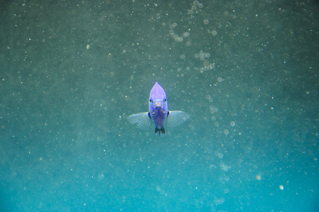 お前って結構魚顔なんだな。