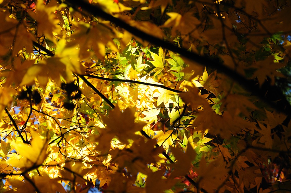 光と紅葉のトンネル