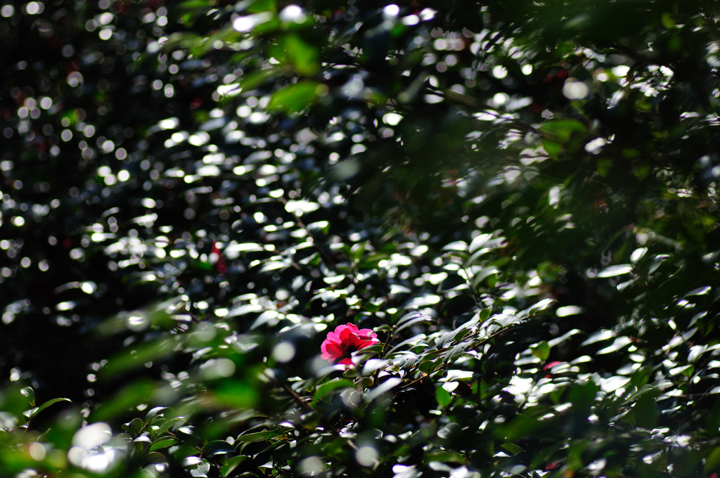 紅一点