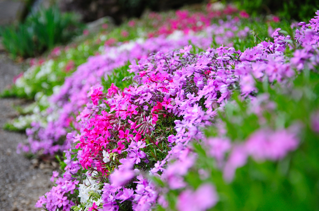 芝桜