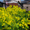 菜の花1