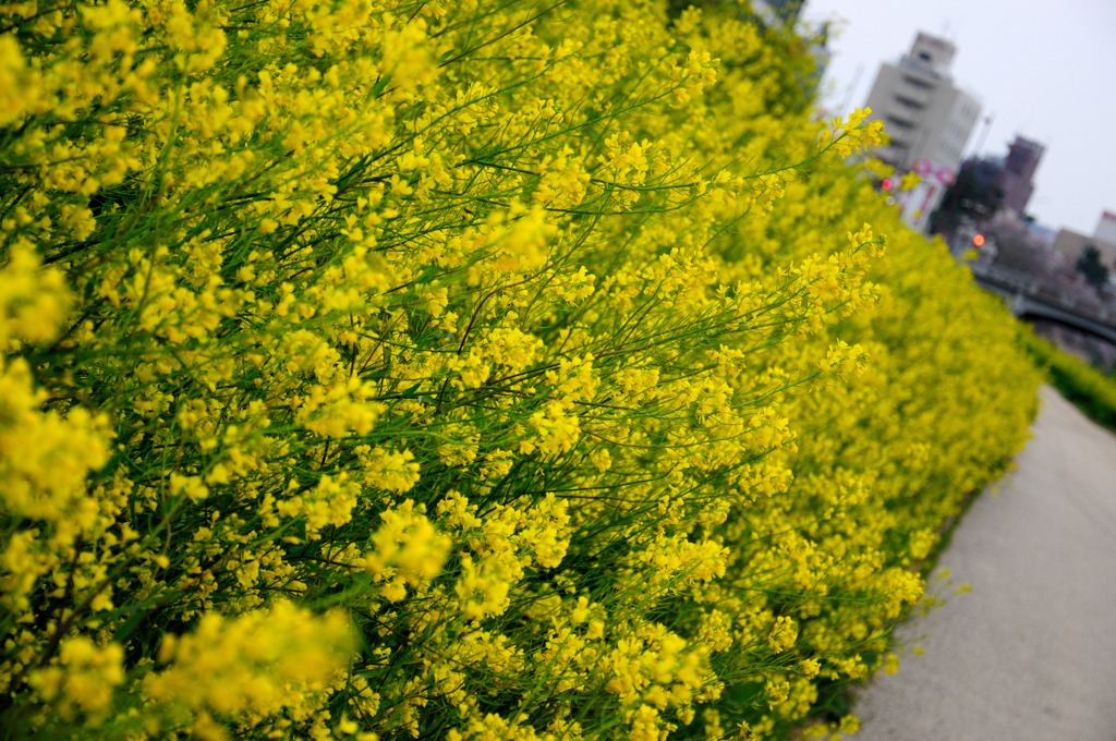 街の中の菜の花の群集