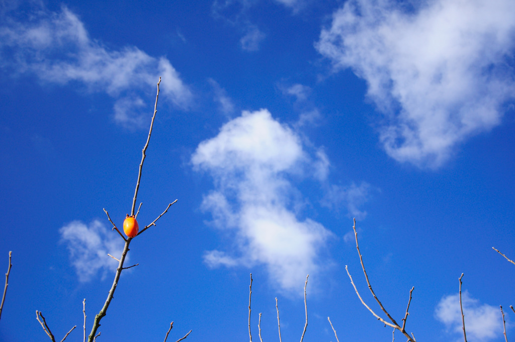 柿と秋空