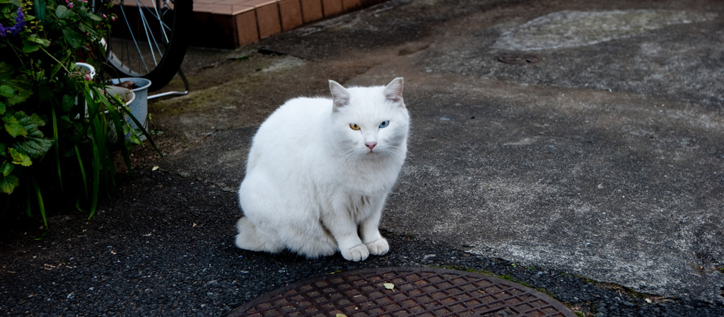 青猫のトルソ