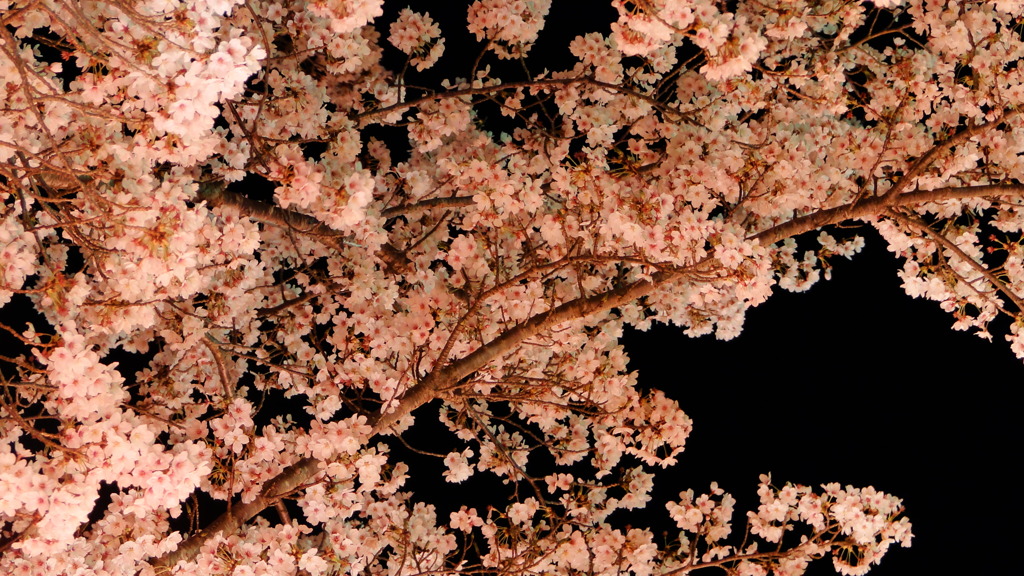 夜桜。