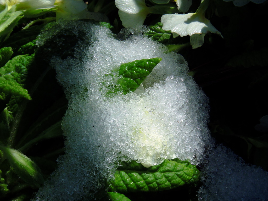 春の雪