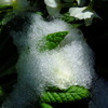 春の雪