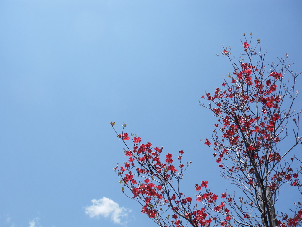 春の空