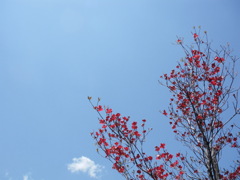 春の空