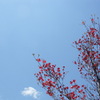 春の空