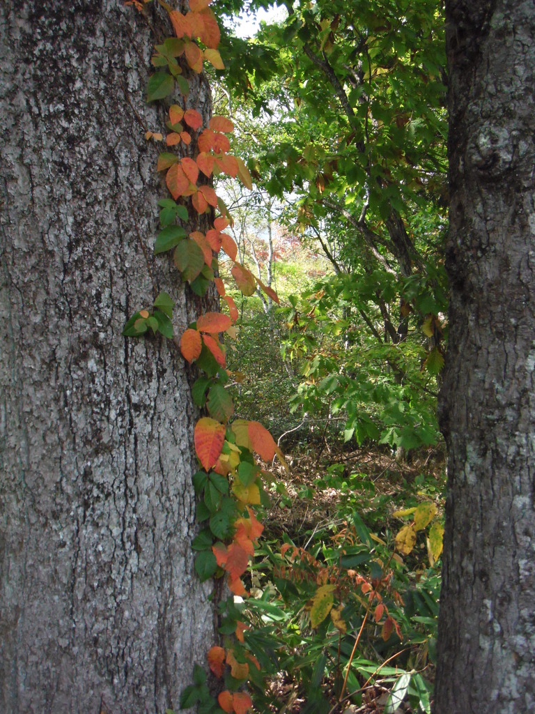 紅葉