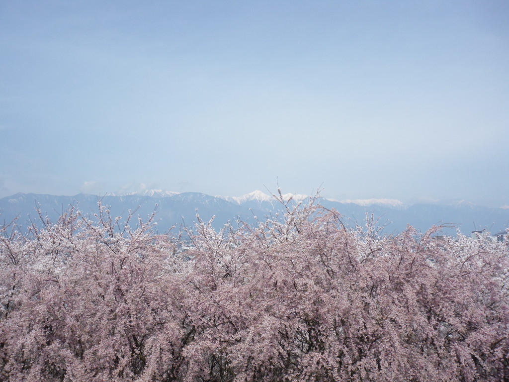 桜の海と春の山