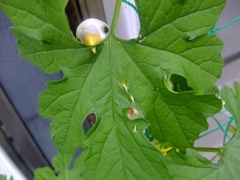 DSCF1515