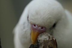 ぴのこ