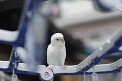 逃げない鳥
