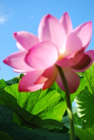 大輪