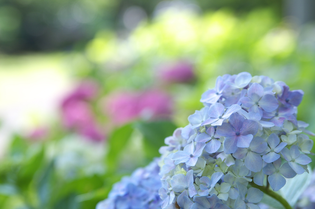日蔭の花