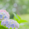 陽下雨花