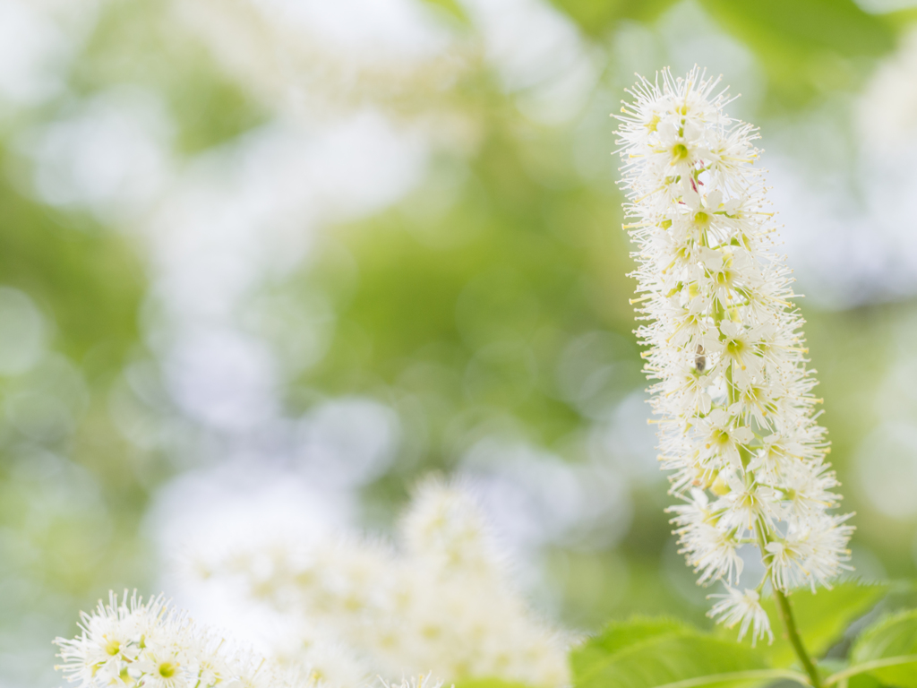 ふわふわ桜