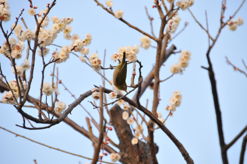 逆さウメジロウ