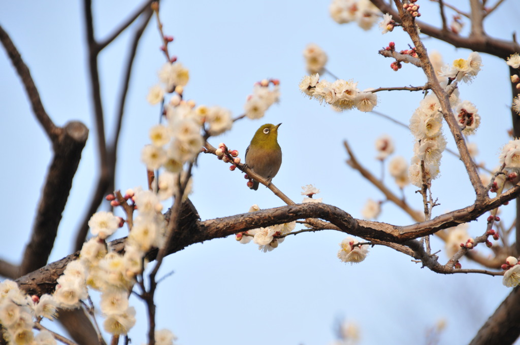 キリッとウメジロウ