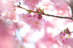 万華鏡桜