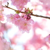 万華鏡桜