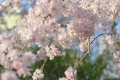 ヒノキ花粉を凌駕する価値