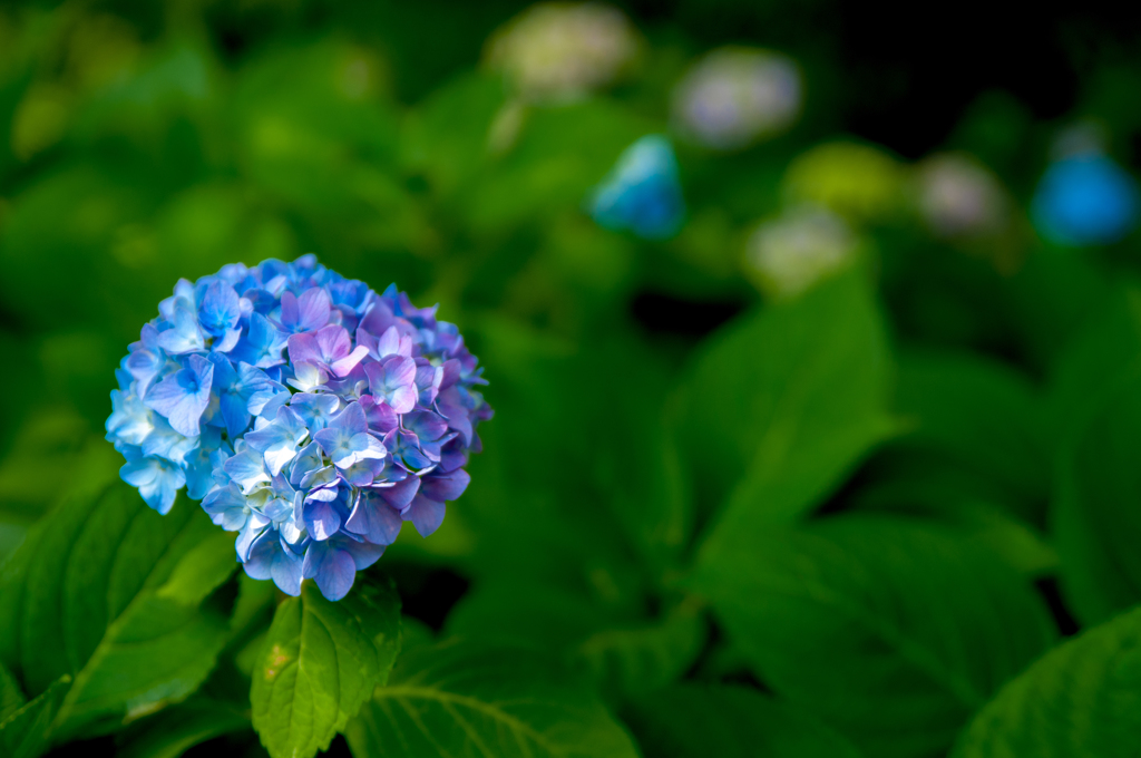 点花群花